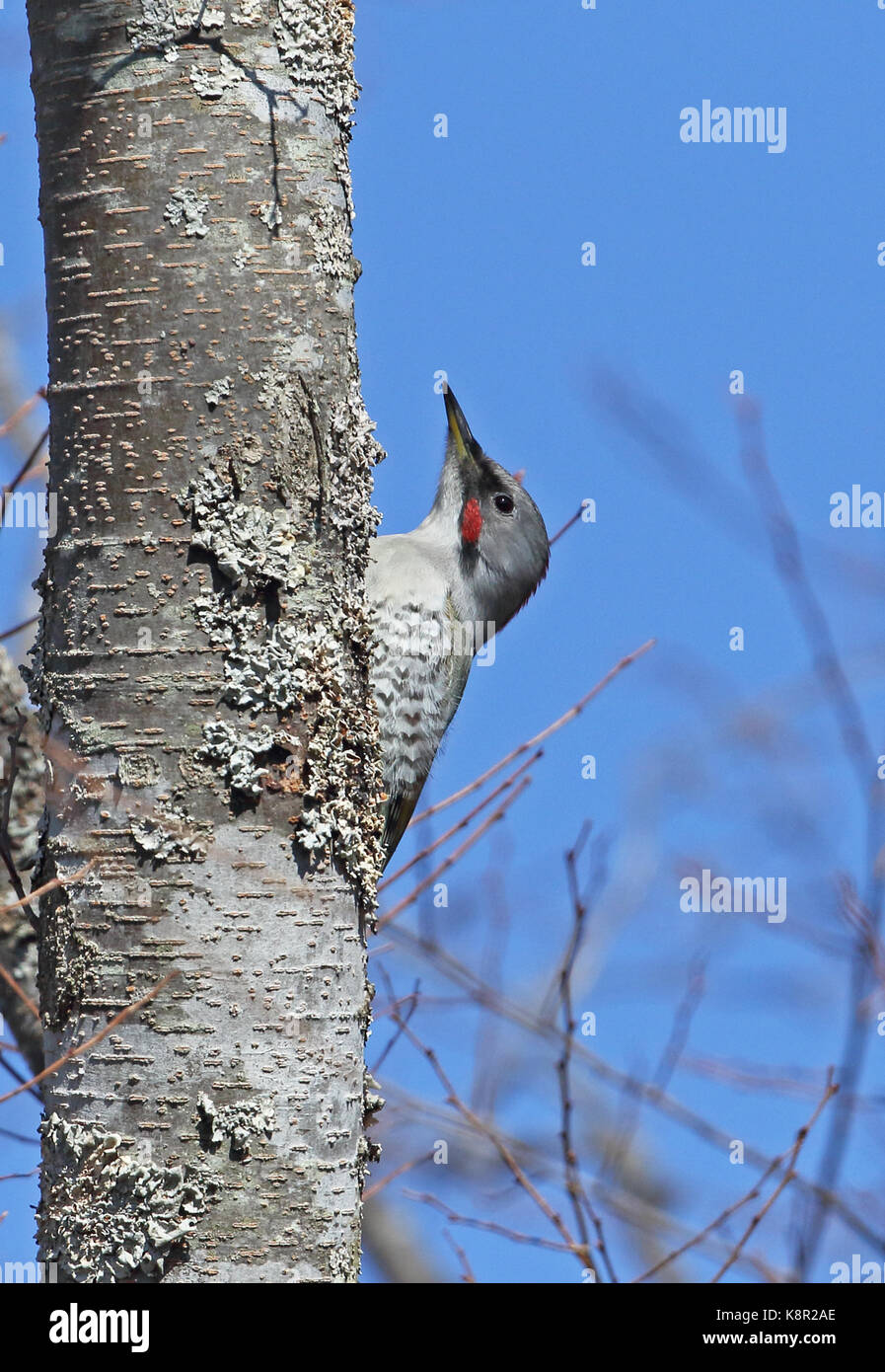 Woodpecker Picus (japonais) awokera femelle adultes accrochés à Karuizawa, tronc d'arbre, préfecture de Nagano au Japon en février Banque D'Images