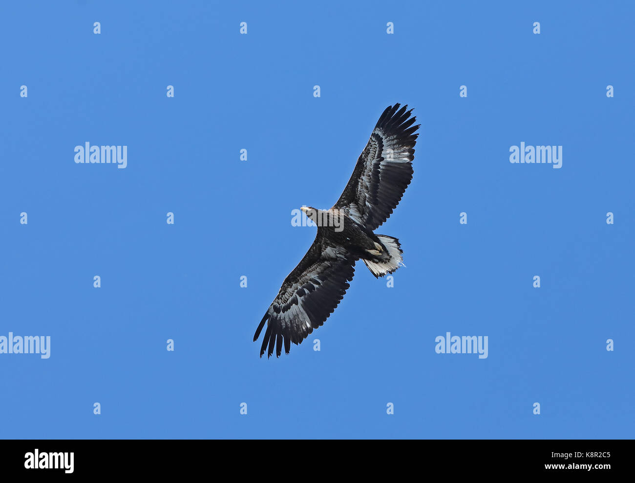Lion de mer de Steller-blanche (Haliaeetus pelagicus) rausu immature en vol, Hokkaido, Japon mars Banque D'Images