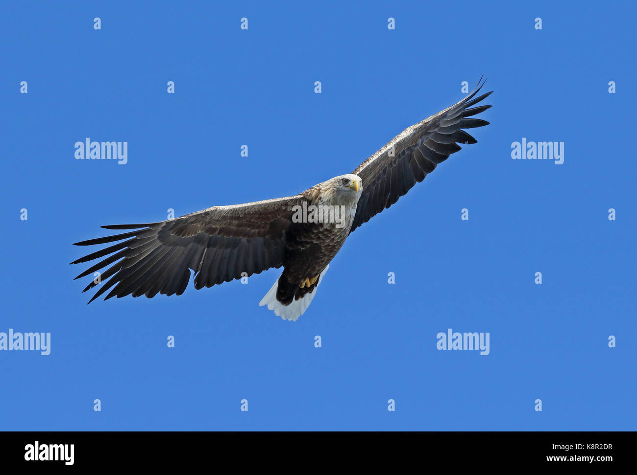 À queue blanche (Haliaeetus albicilla) adulte en vol rausu, Hokkaido, Japon mars Banque D'Images