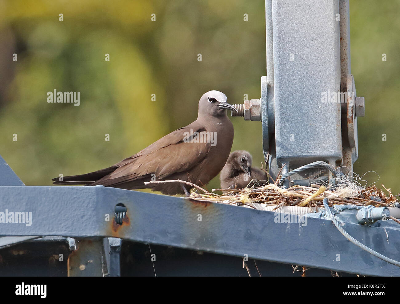 Noddi brun (Anous stolidus pileatus) avec les adultes au nid sur portique de Christmas Island, Australie Banque D'Images