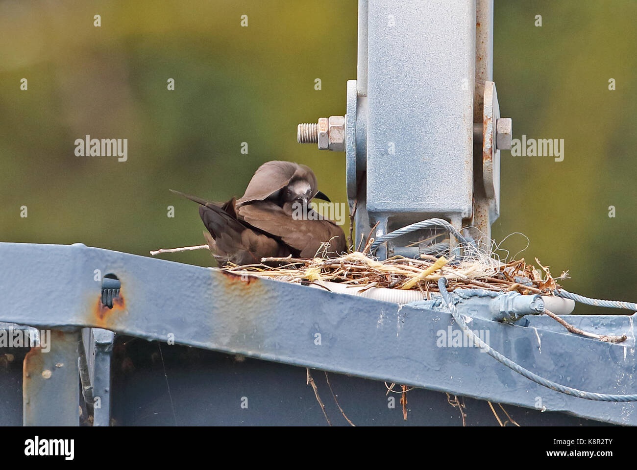 Noddi brun (Anous stolidus pileatus) avec les adultes au nid sur portique de Christmas Island, Australie Banque D'Images