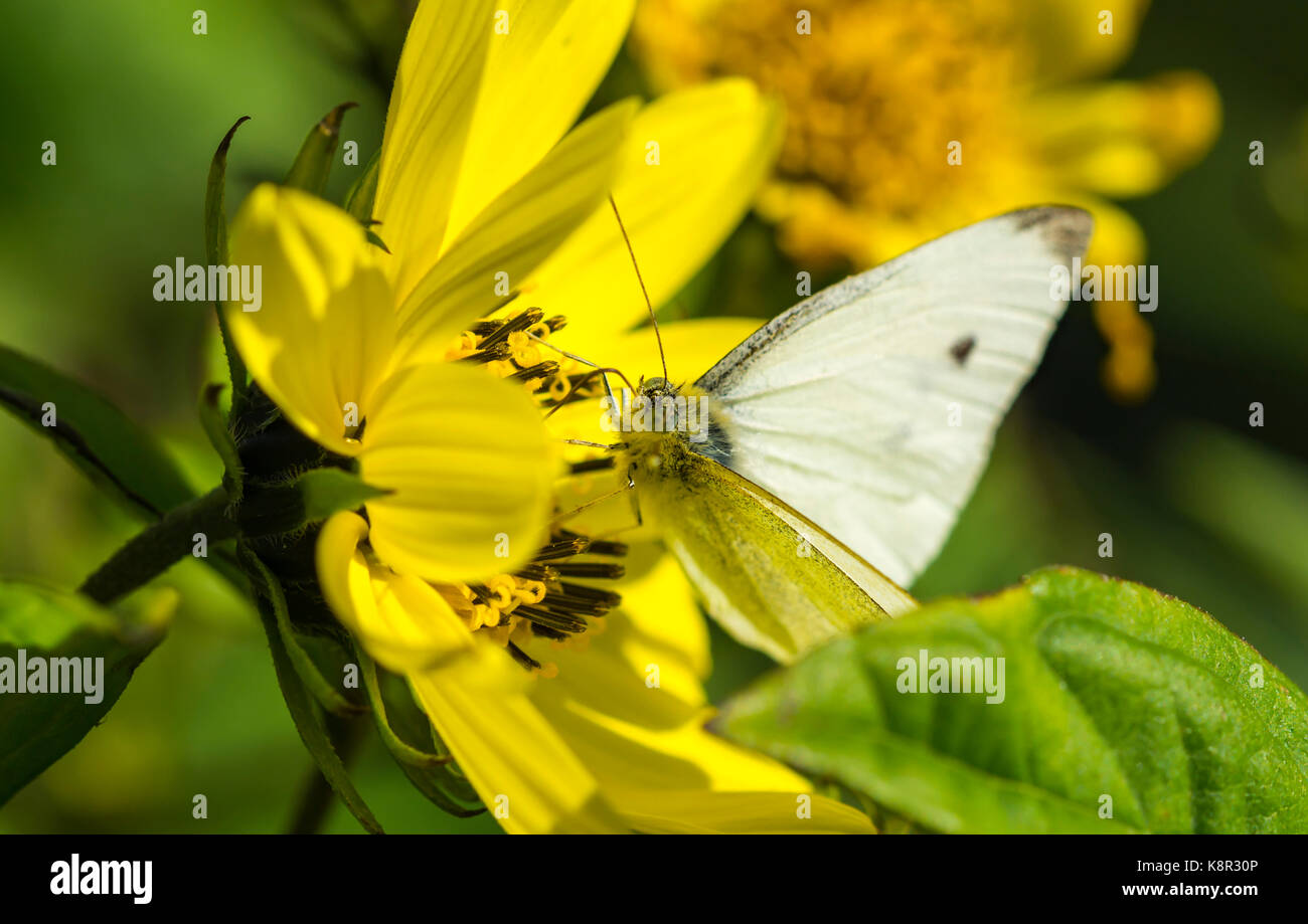 Petit papillon blanc (Pieris rapae) sur une fleur au début de l'automne dans le West Sussex, Angleterre, Royaume-Uni. Banque D'Images