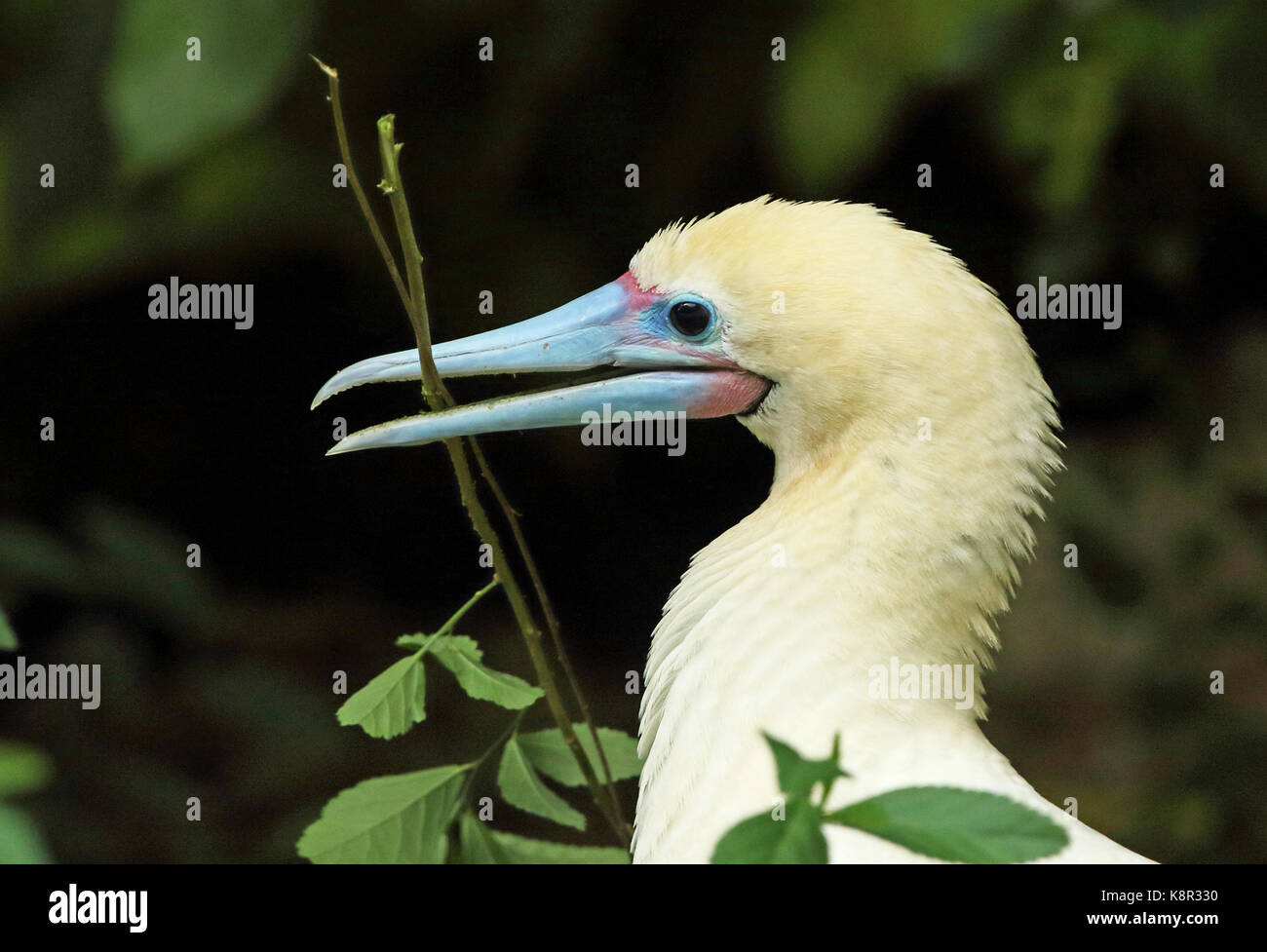 Fou à pieds rouges (Sula sula rubripes) près d'adultes avec twig pour matériel de nidification de l'île Christmas, Australie Banque D'Images