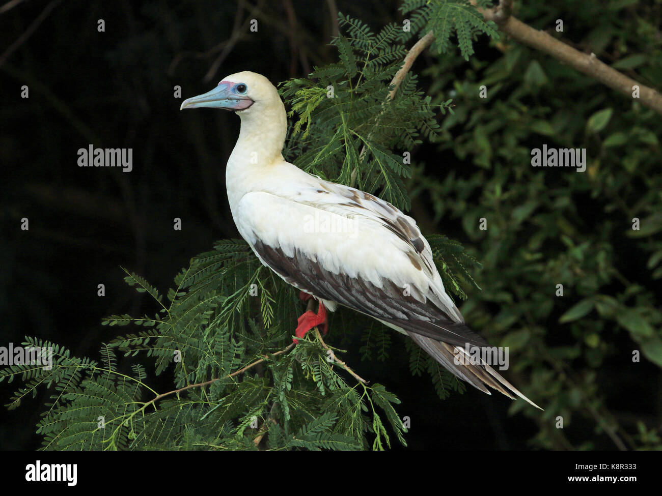 Fou à pieds rouges (Sula sula rubripes) adulte perché sur l'île de noël, direction générale de l'Australie Banque D'Images