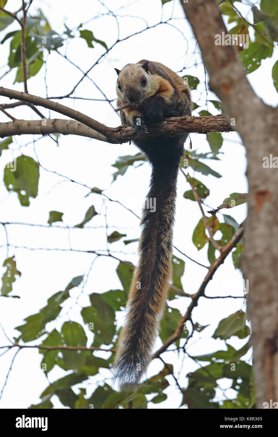 Écureuil géant noir (ratufa bicolor bicolor) adulte sur branche avec stick en bouche bali barat np, Bali, Indonésie juillet Banque D'Images