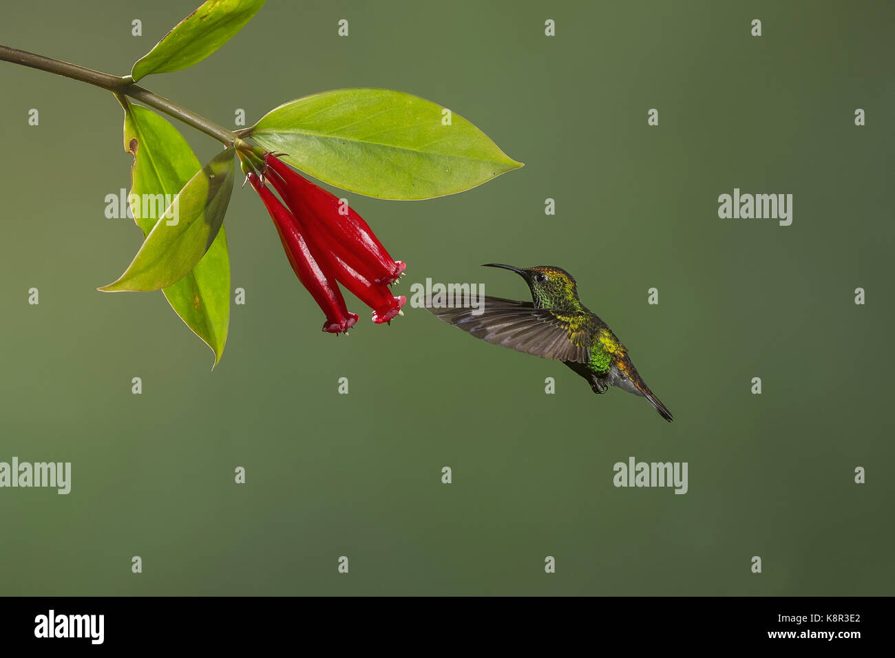 À tête cuivrée elvira cupreiceps emerald (mâle) se nourrissant de fleurs, le Costa Rica, août Banque D'Images