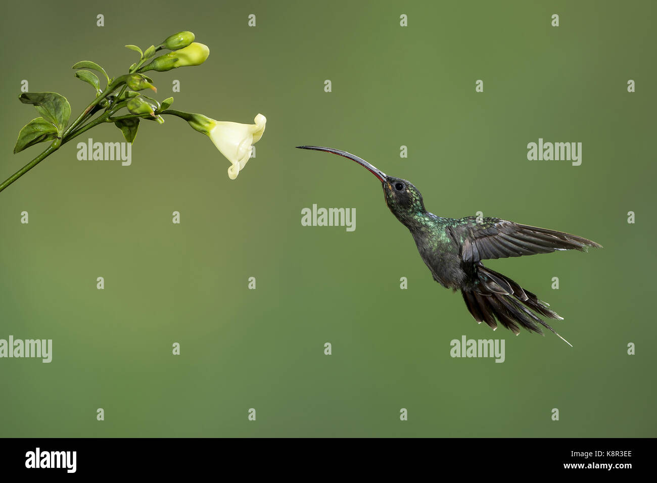 Ermite vert (phaethornis guy), homme se nourrissant de fleur, costa rica, juillet Banque D'Images