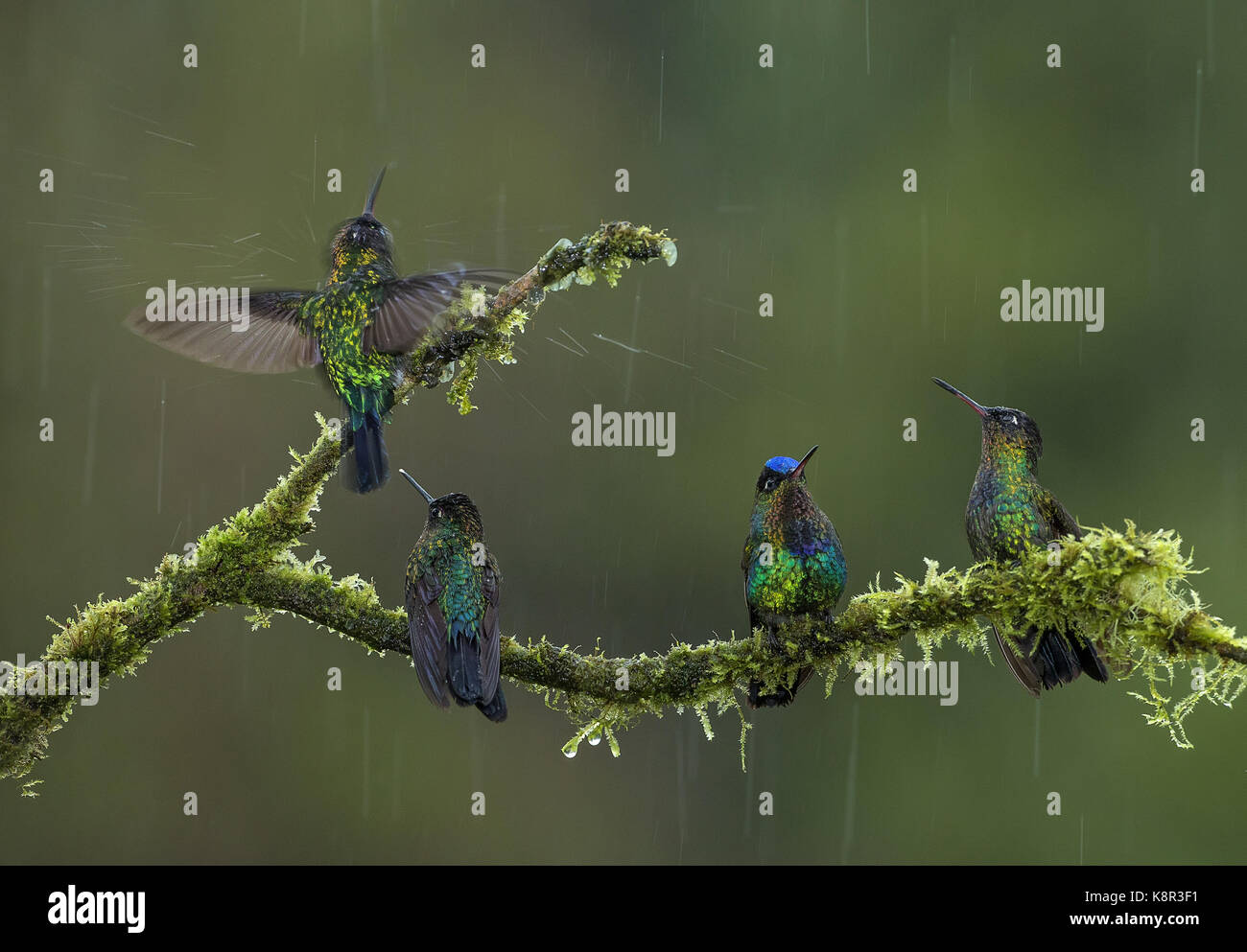 Hummingbird (magnifique), Eugene fulgens Fiery et les colibris à gorge rubis (panterpe insignis) sous la pluie, les montagnes de Talamanca, Costa Rica, juillet Banque D'Images