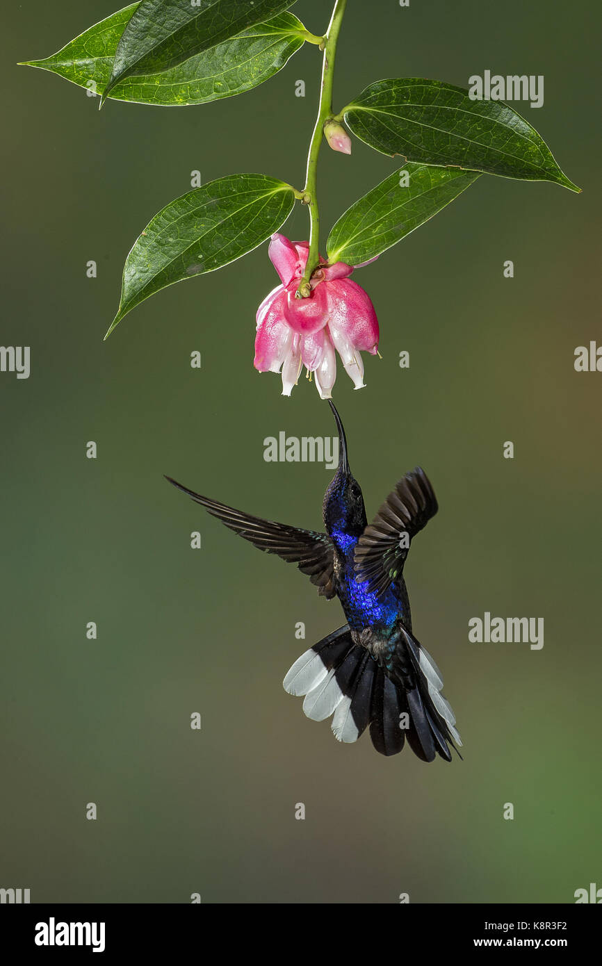 Campyloptère violet (campylopterus hemileucurus), homme se nourrissant de fleurs suspendus, le Costa Rica, juillet Banque D'Images