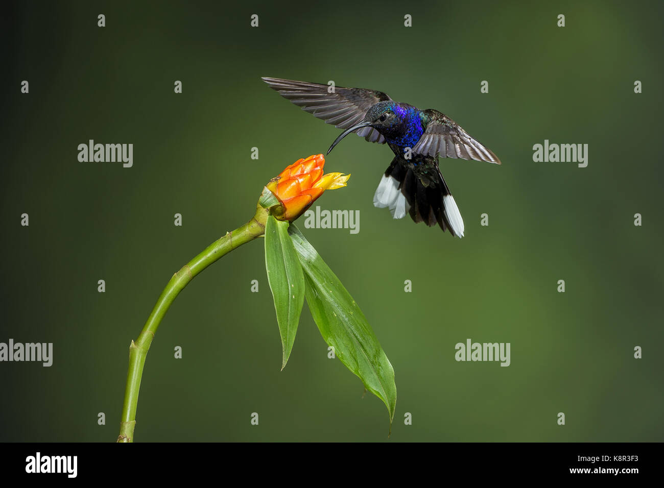 Campyloptère violet (campylopterus hemileucurus), homme se nourrissant de fleur, costa rica, juillet Banque D'Images