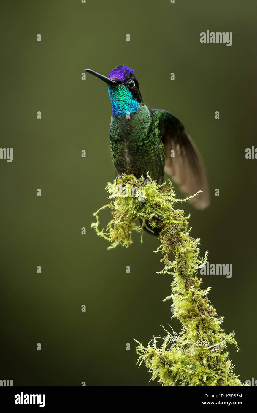 Hummingbird (magnifique), Eugene fulgens séquence d'affichage mâle (3 de 4) et de la gorge avant de couleurs, montagnes de Talamanca, Costa Rica, juillet Banque D'Images