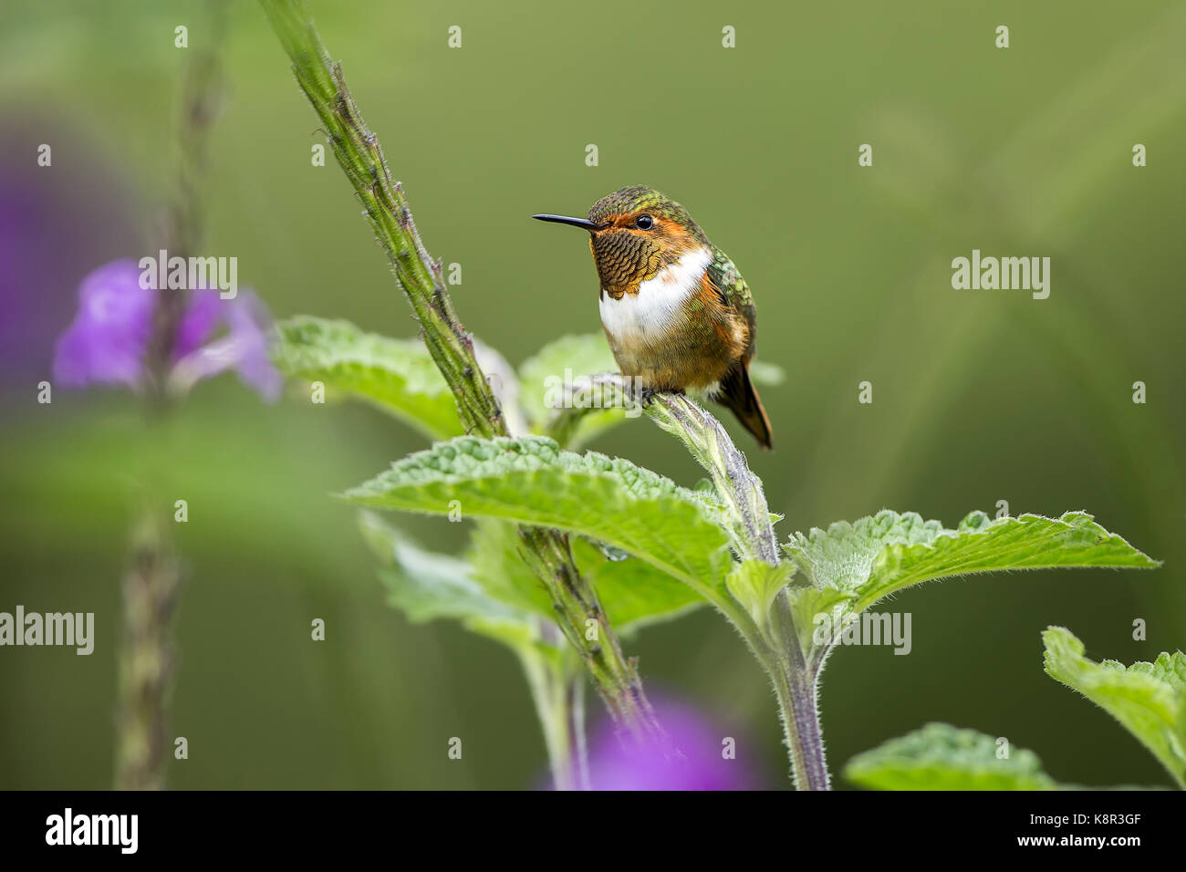 Scintillant hummingbird (selasphorus scintilla), homme perché sur la verveine plante, le Costa Rica, juillet Banque D'Images