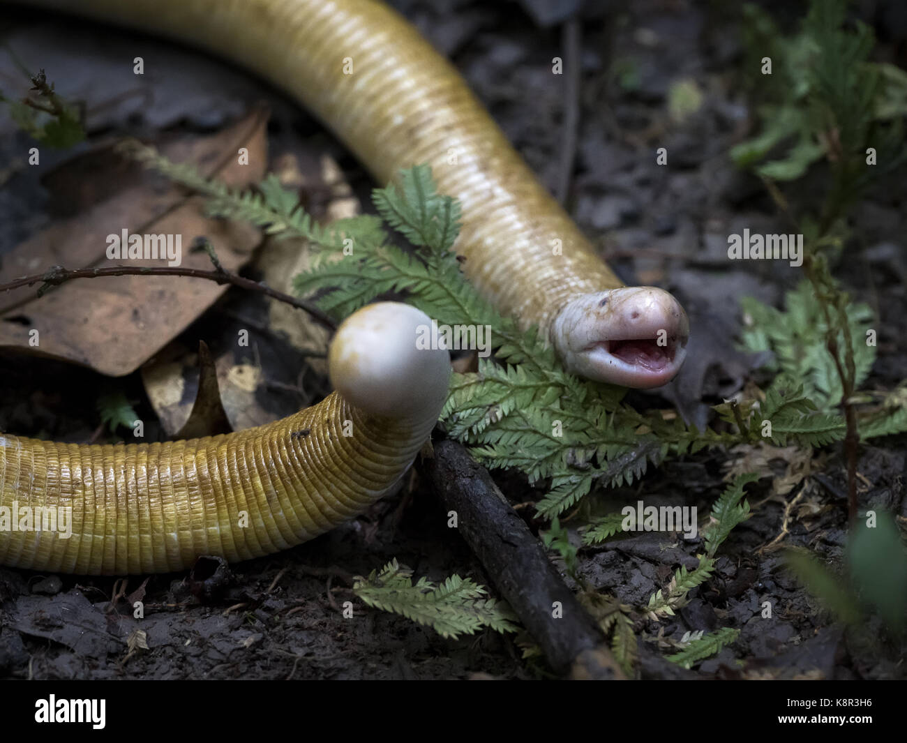 Amphisbaena géant, aka ver géant-lizard (Amphisbaena alba), en position de défense, Amazonas, Brésil, juin Banque D'Images