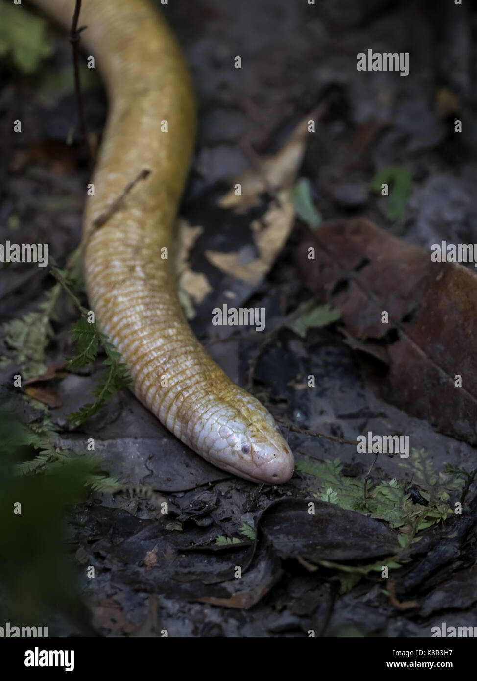 Amphisbaena géant, aka ver géant-lizard (Amphisbaena alba), sur l'étage de la forêt tropicale, Amazonas, Brésil, juin Banque D'Images