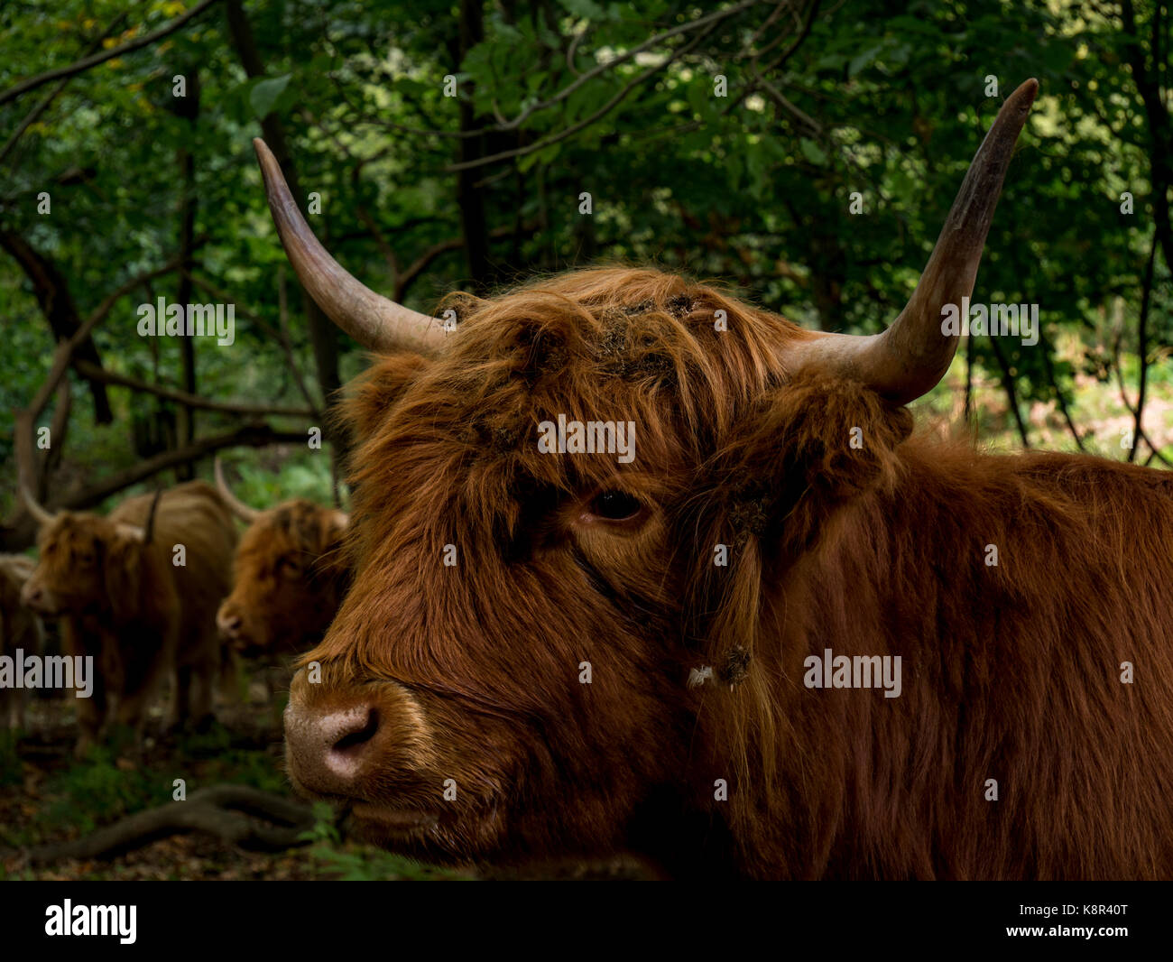 Images à l'Highland cattle, sur la réserve commune hothfield, Kent Banque D'Images