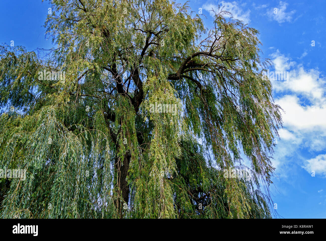 Grand Salix babylonica (saule Babylone ou saule pleureur) Banque D'Images