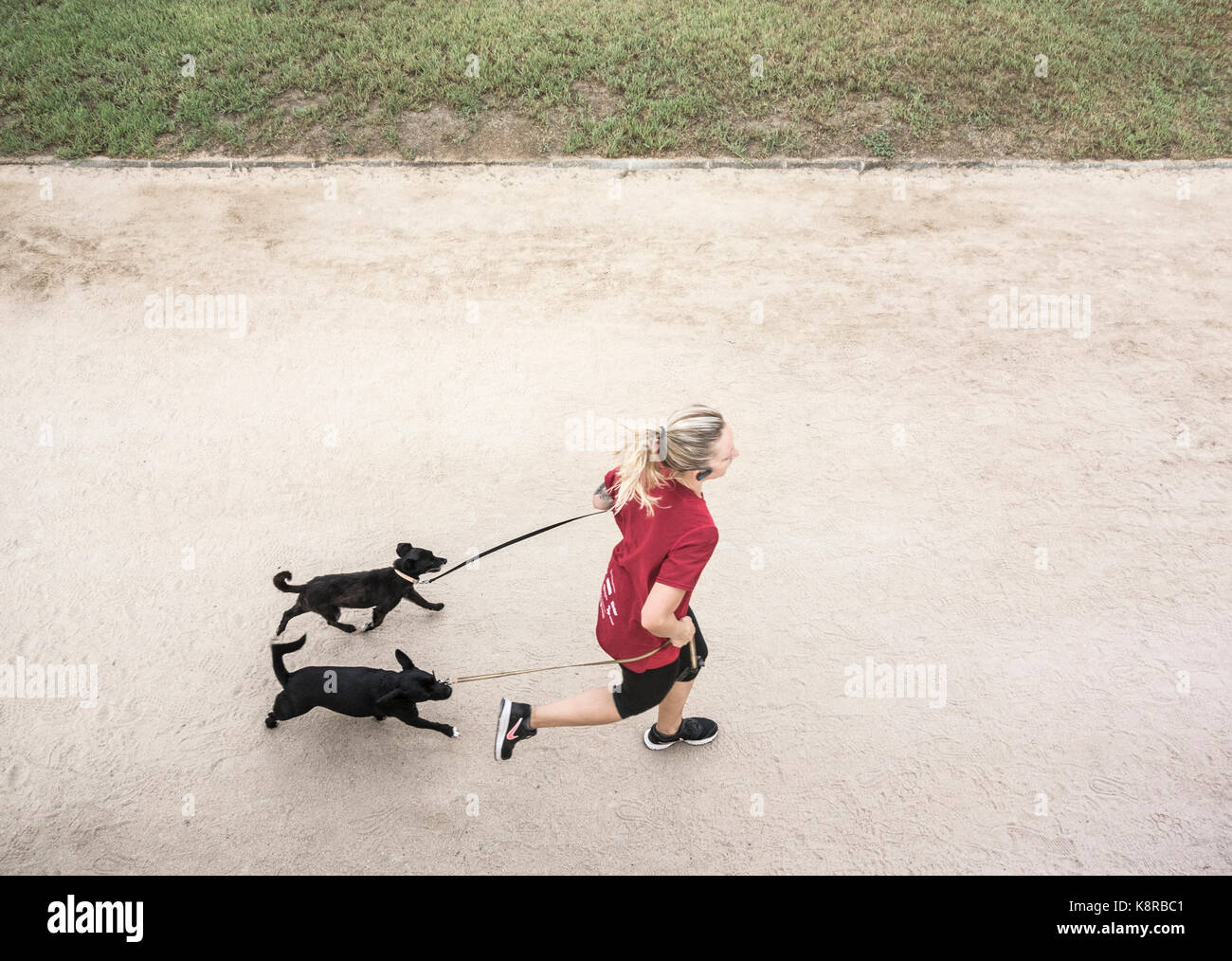 Jeune femme jogging avec chiens. Banque D'Images