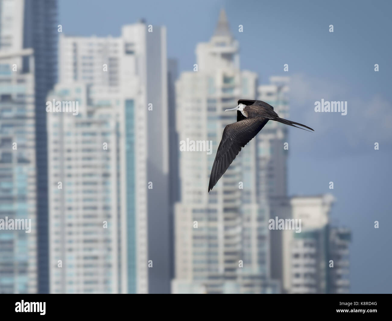 Frégate superbe (Fregata magnificens), juvénile voler contre des gratte-ciel, Punta pacifica, Panama City, Panama, mars Banque D'Images