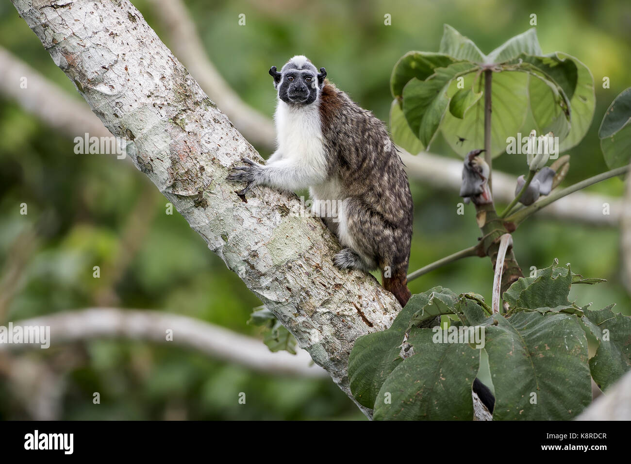 Tamarin de Geoffroy (Saguinus geoffroyi), GAMBOA, Panama, Juillet Banque D'Images