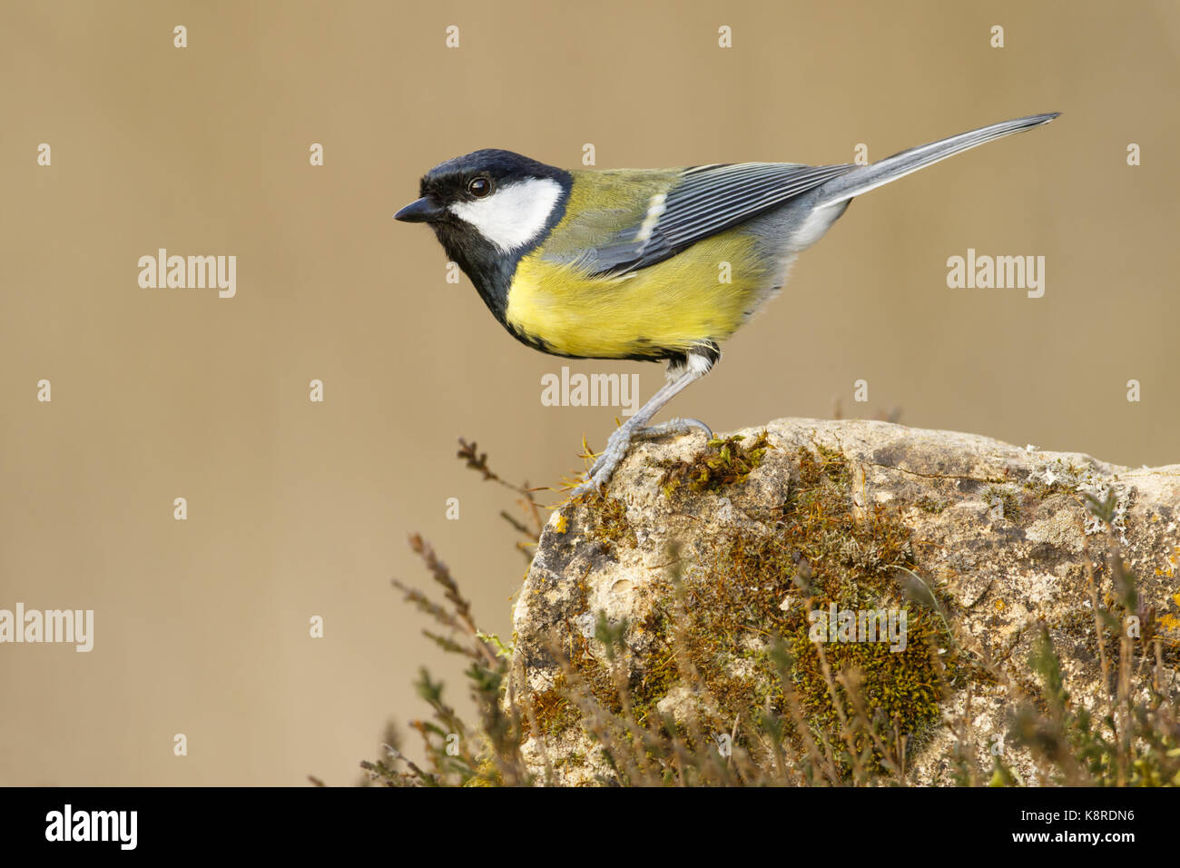 Great Tit (Parus major) adulte, perché sur la pierre altérés, South Norfolk, Royaume-Uni. mars. Banque D'Images
