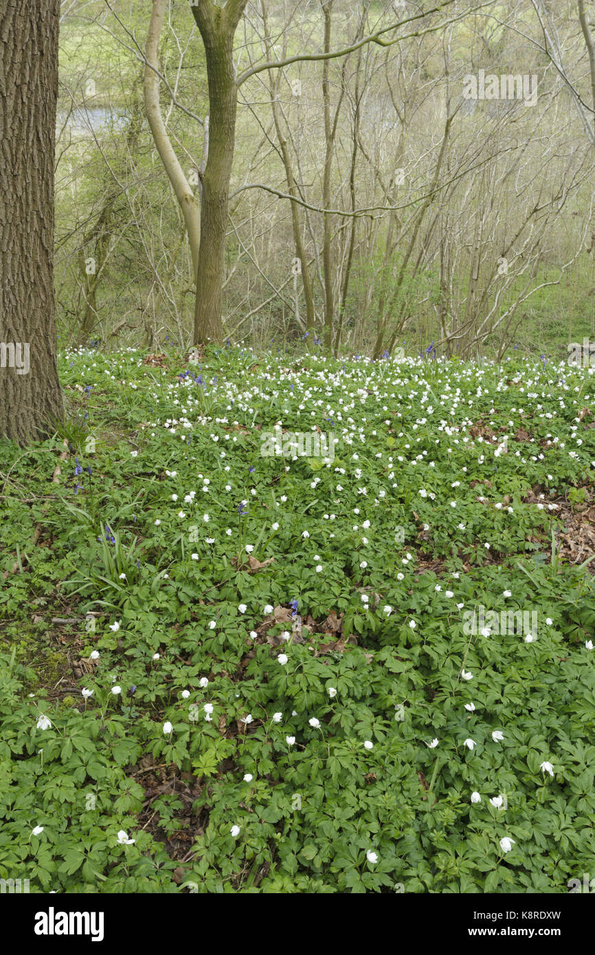 Bluebell commun (Hyacinthoides non-scripta) et l'anémone des bois (anemone nemorosa), grandissant dans l'hazel coppice woodland, West Yorkshire, Angleterre, avril Banque D'Images
