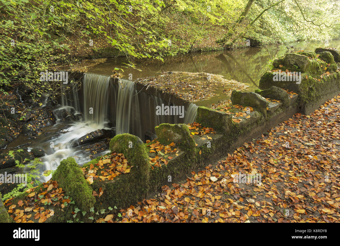 Avis de Weir avec les feuilles tombées, eller beck, skipton skipton, woods, North Yorkshire, Angleterre, octobre Banque D'Images
