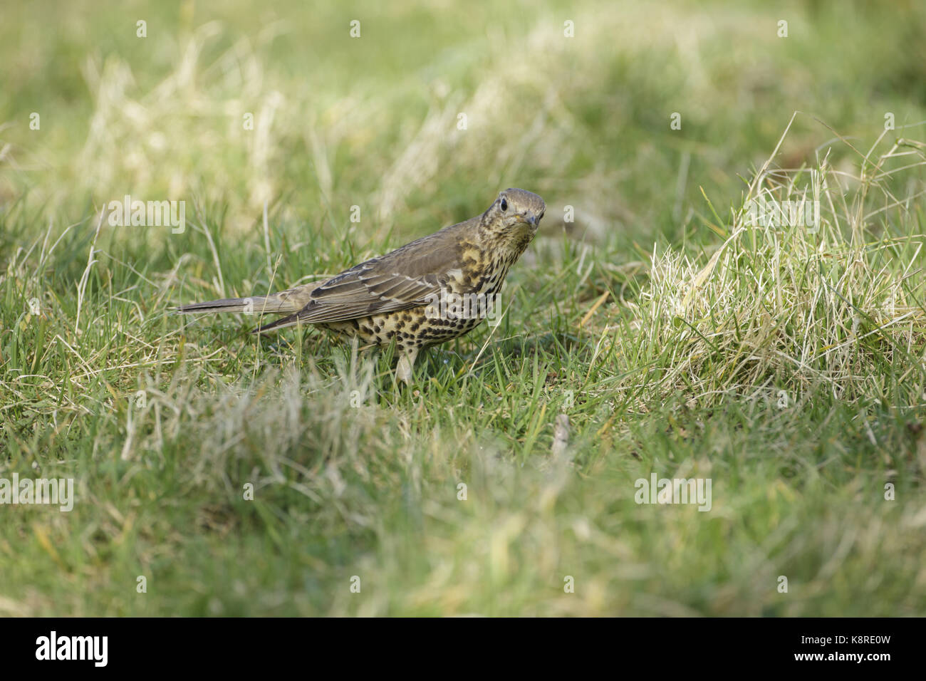 Mistle thrush (turdus viscivorus) des profils, l'écoute pour les vers, Derbyshire, Angleterre, Mars Banque D'Images