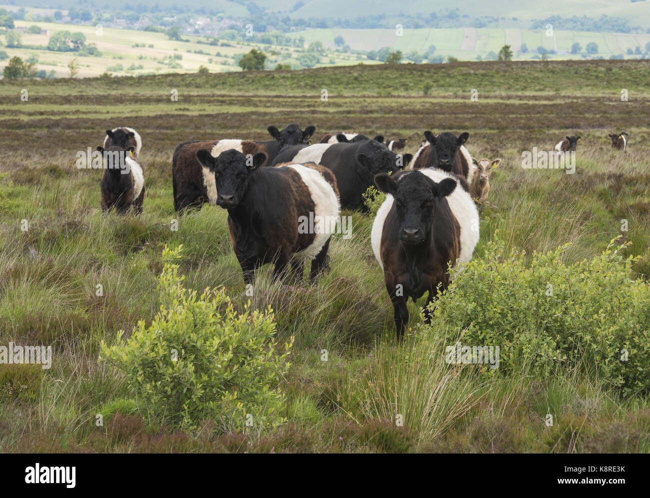 Belted galloway cattle sur avaler moss, North Staffordshire moorland, longnor, Staffordshire. Banque D'Images