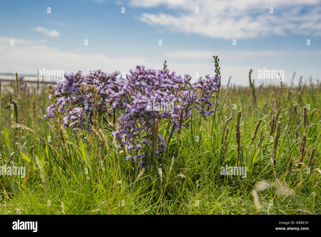 La lavande de mer commun ou lavande de mer fleur à Lancaster sands, Lancaster, près de Lancaster, Lancashire. Banque D'Images