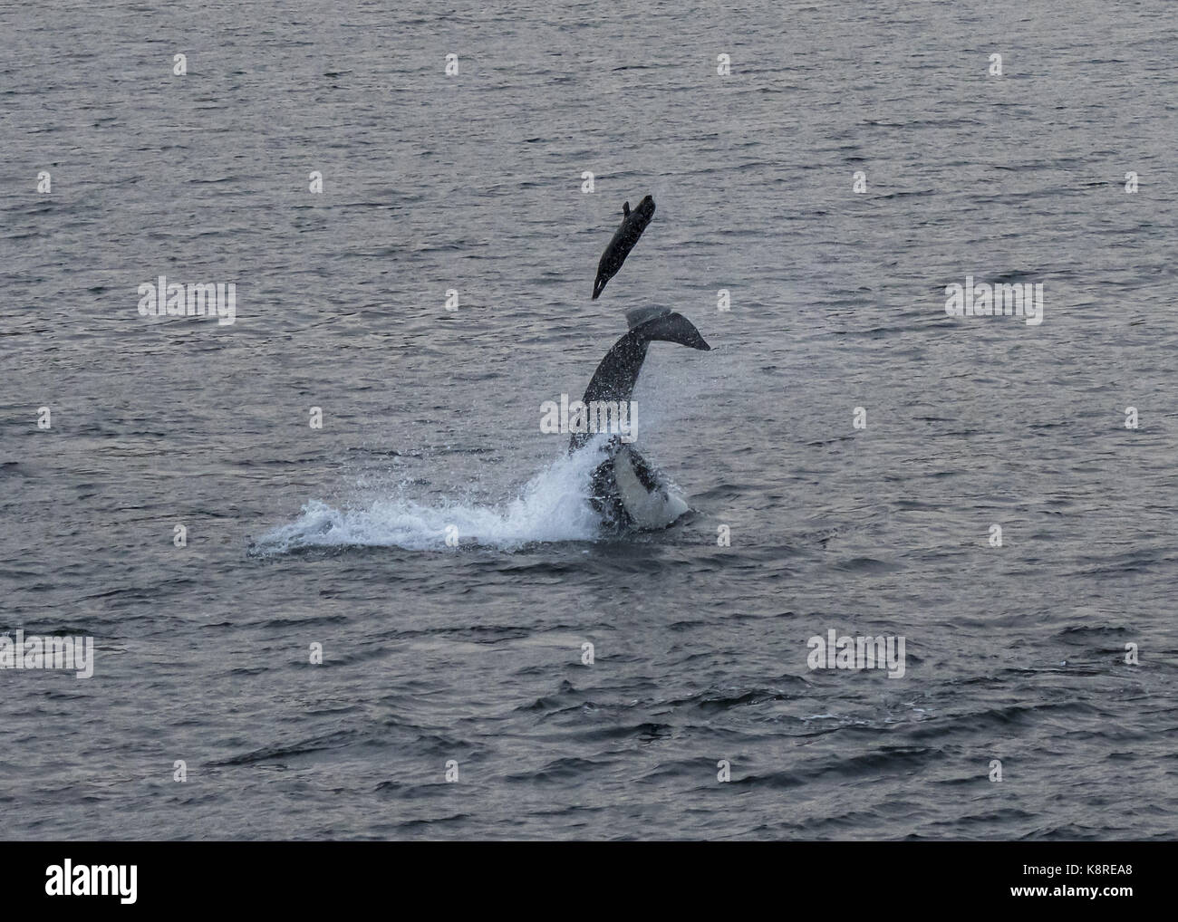 Killer whale (Orcinus orca) Phoque commun (Phoca vitulina) à l'air, juillet shetland Banque D'Images