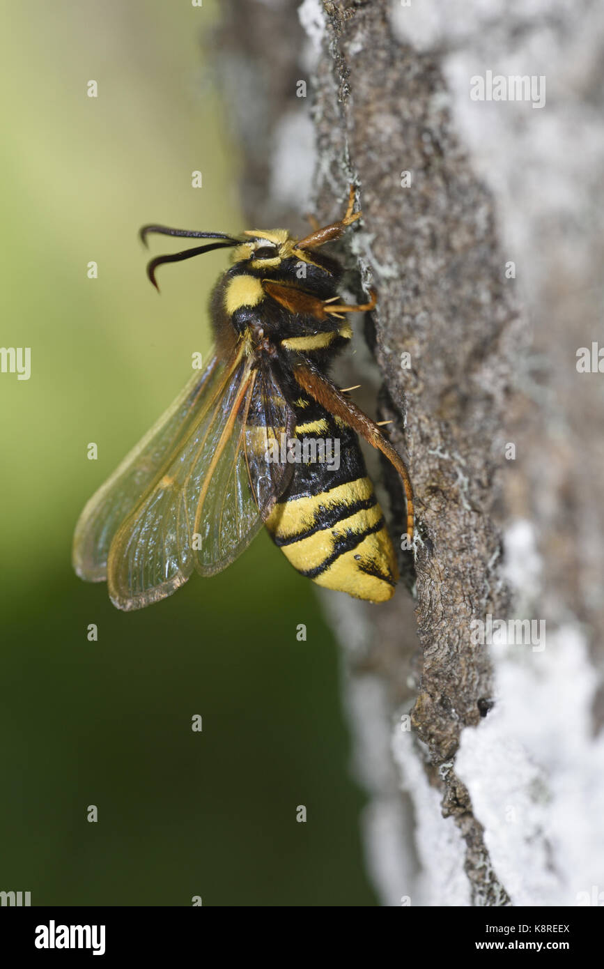 Sésie du Hornet (sesia apiformis) femelle sur tronc d'arbre, sur le point de prendre la fuite, l'Estonie, juillet Banque D'Images