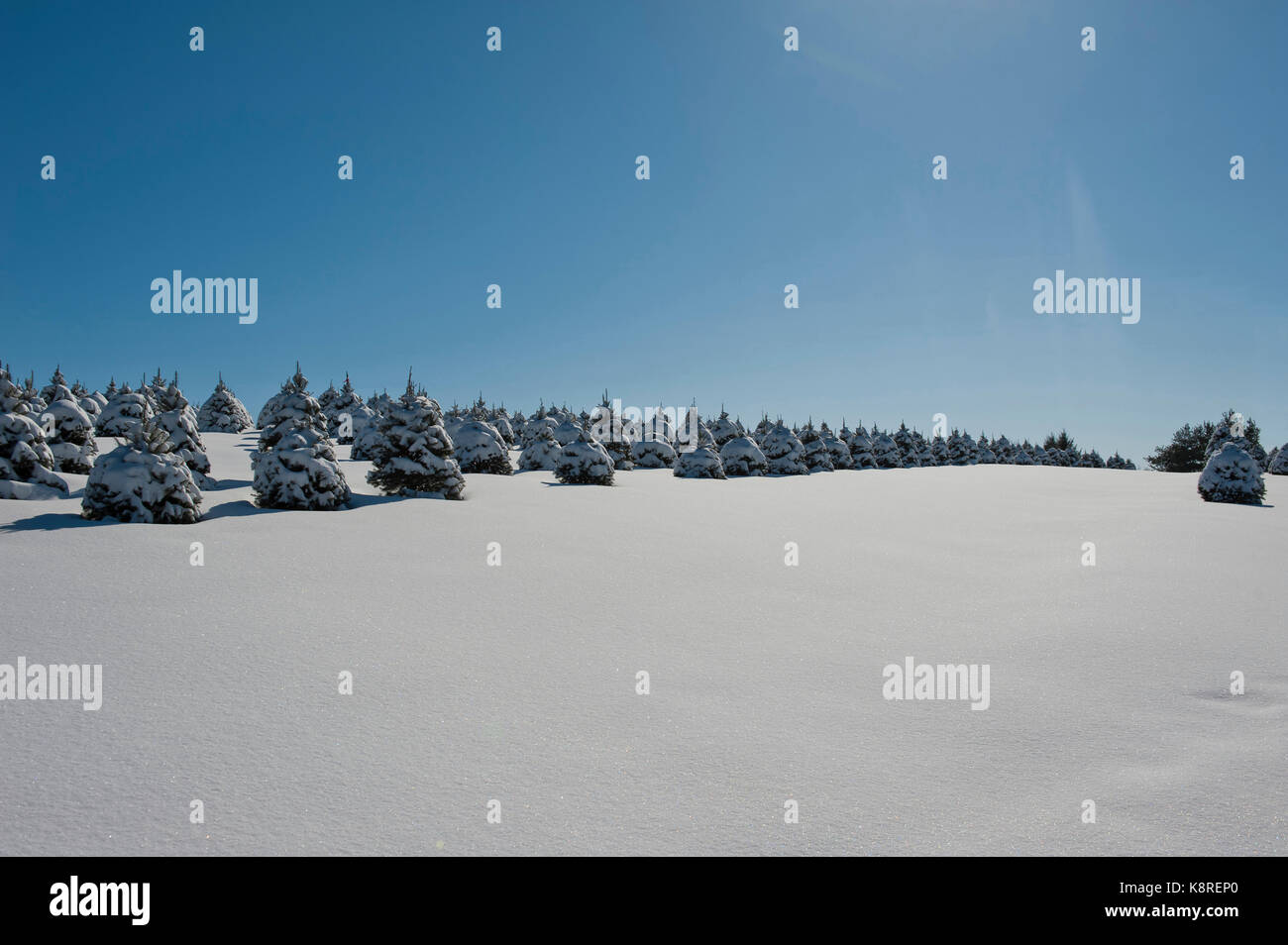 La neige a couvert des arbres de Noël, Lancaster en Pennsylvanie Banque D'Images