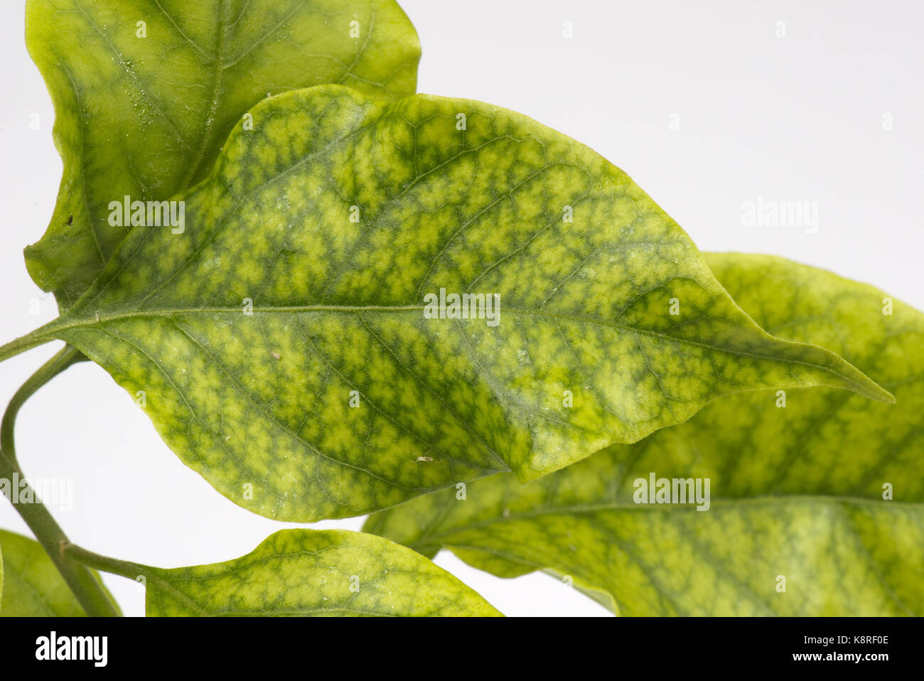 Le fer defieciency les symptômes, une chlorose internervaire, sur les feuilles d'un conservatoire de plantes cultivées bougainvillea Banque D'Images