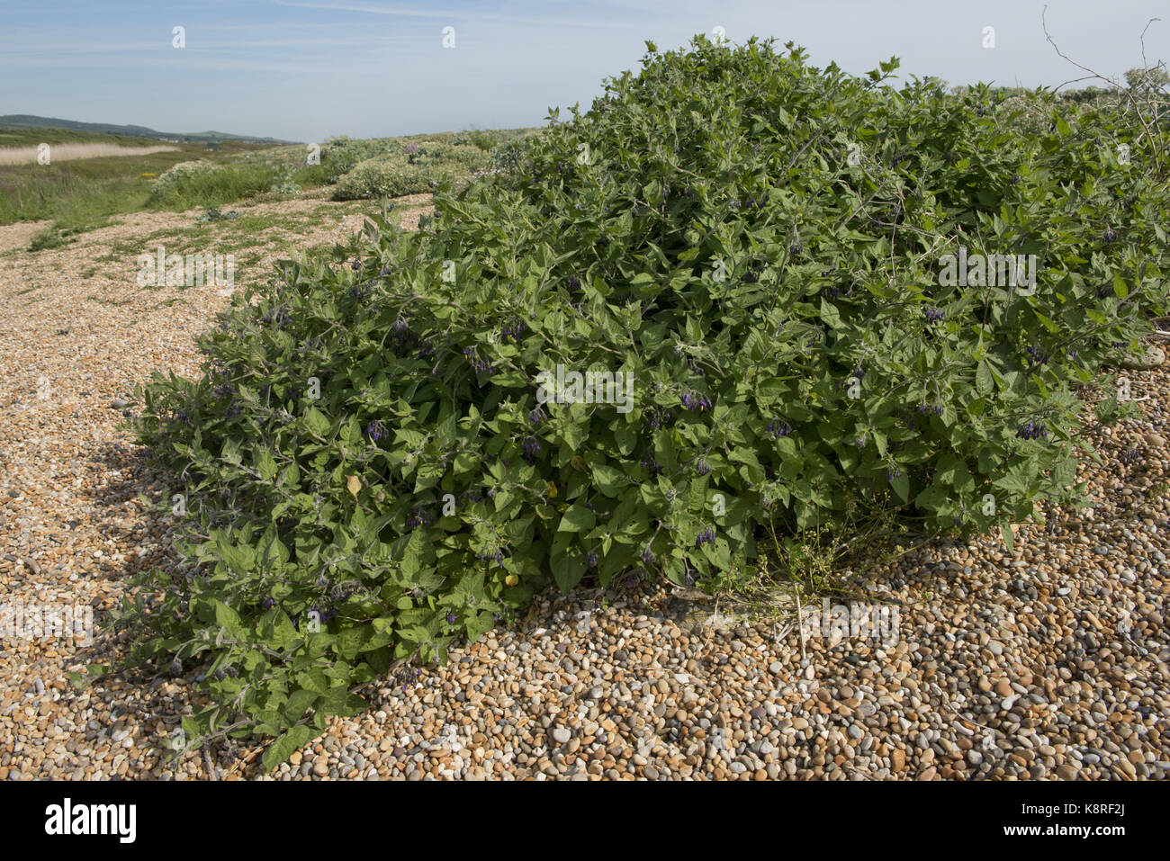 La morelle douce-amère, woody ou solanum dulcamara, plantes poussant dans les galets de plage de Chesil, dorset, mai Banque D'Images