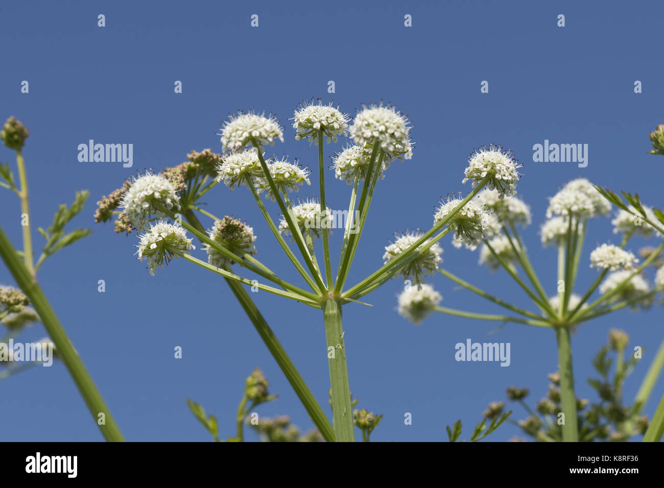 L'eau de la pruche filipendule vulgaire, oenanthe crocata ombelles blanc, de plantes vénéneuses umbelliferous contre un ciel d'été bleu, plage de Chesil, dorset, mai Banque D'Images