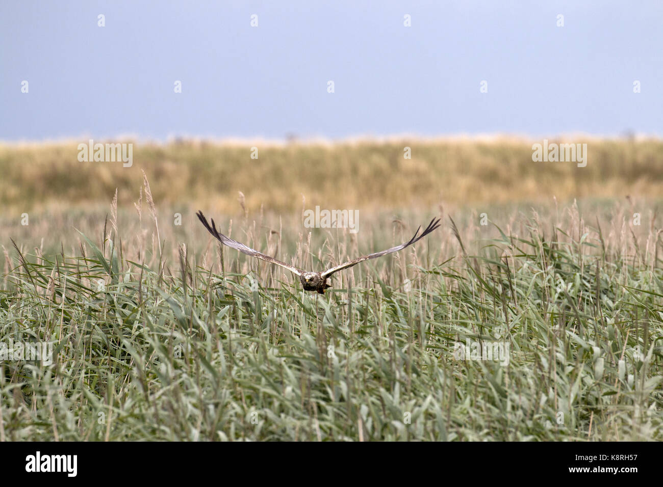 Le busard des roseaux, volant au-dessus de deepdale marsh, Norfolk. Banque D'Images