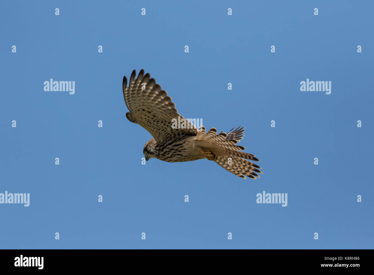 Kestrel femelle juvénile le vol stationnaire. Banque D'Images