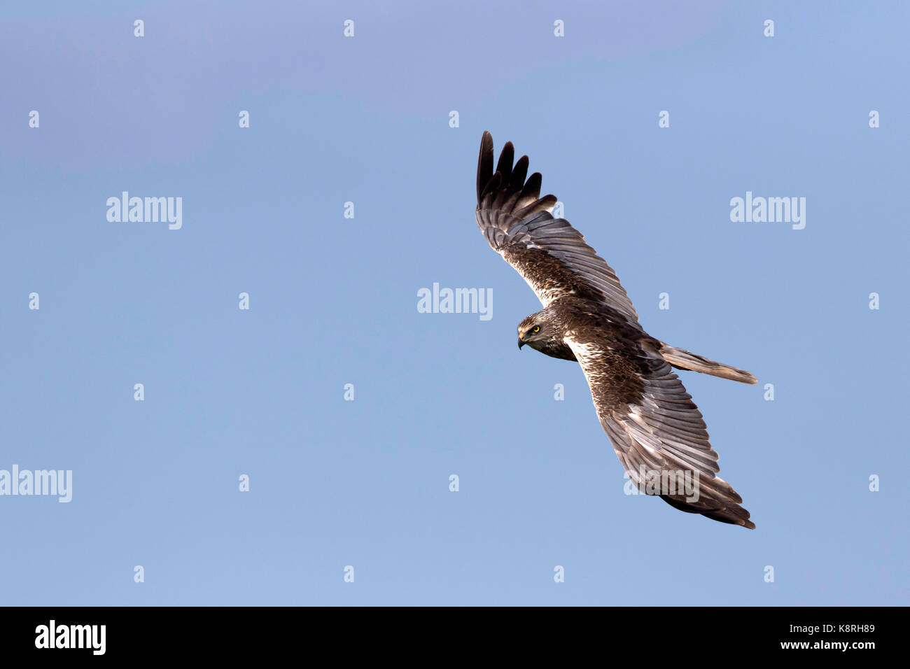 Le busard homme volant à deepdale marsh Norfolk. Banque D'Images