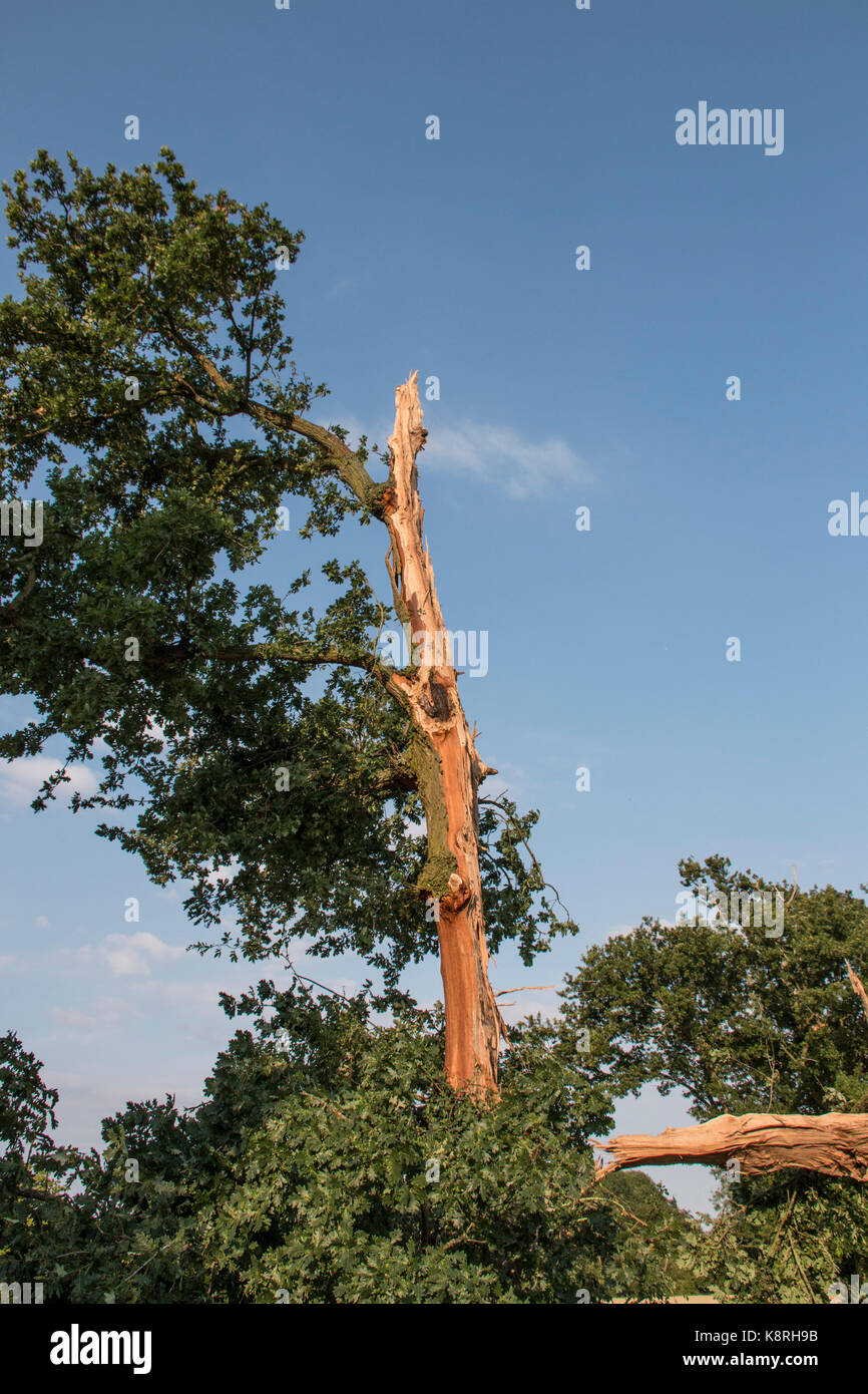 Arbre de chêne endommagé la foudre à la suite d'éclair Banque D'Images