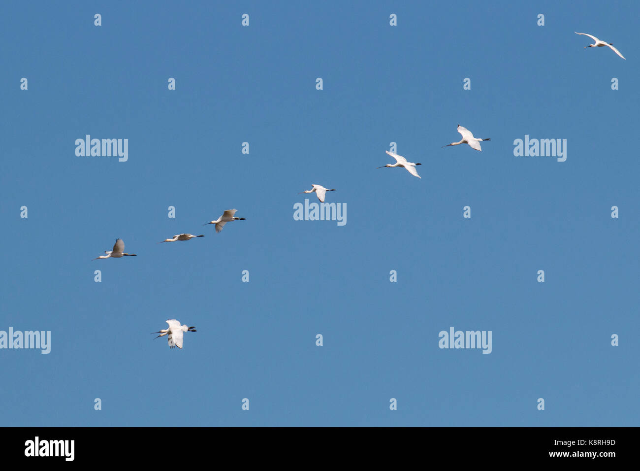 Spatules entrée en terre à deepdale marsh Norfolk. Banque D'Images