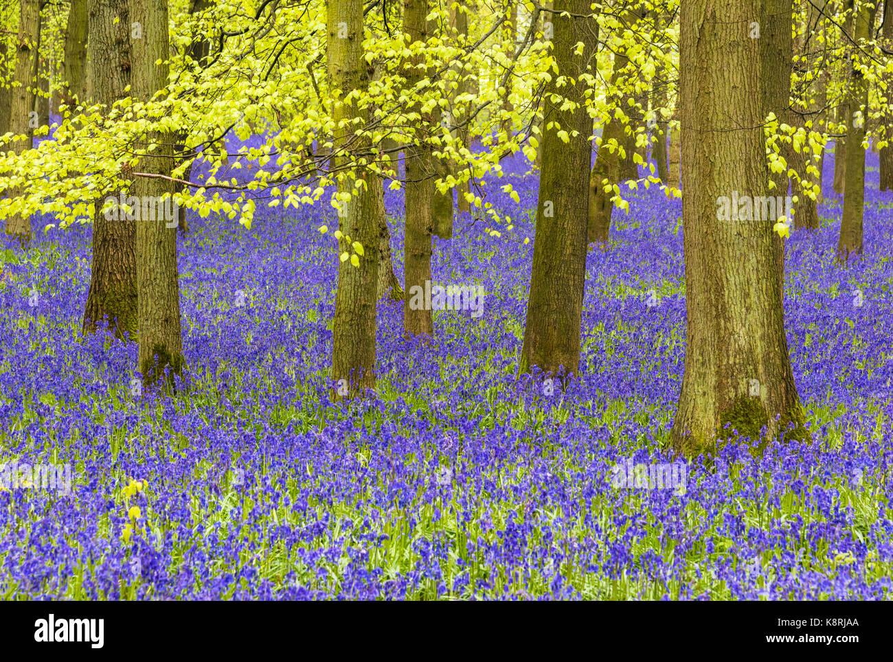 Bluebells à dockey wood, ashridge estate, Hertfordshire, Royaume-Uni Banque D'Images