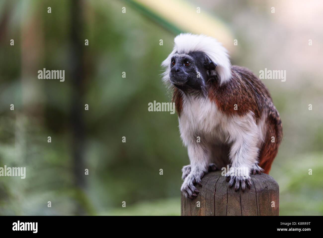 Capucin à tête blanche, singe noir Banque D'Images