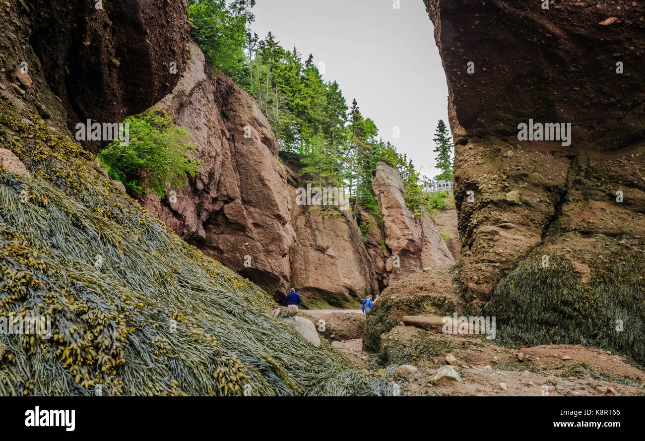De grandes fissures dans les falaises à Hopewell Rocks, le parc national de Fundy, la baie de Fundy, Nouveau-Brunswick, Canada Banque D'Images