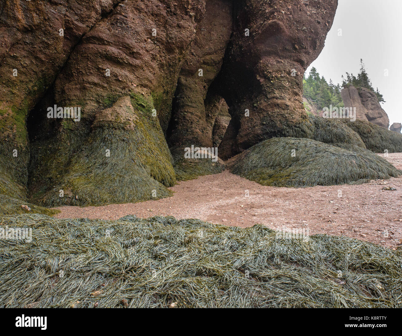 Demeure d'algues au fond de l'océan après la marée se retire, les rochers de Hopewell, le parc national de Fundy, la baie de Fundy, Nouveau-Brunswick, Canada Banque D'Images