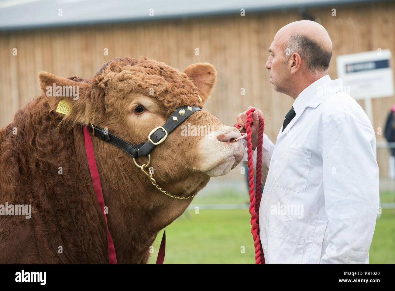 Bos taurus. Limousin bull étant montré au Royal County of Berkshire show. Newbury, Berkshire. UK Banque D'Images