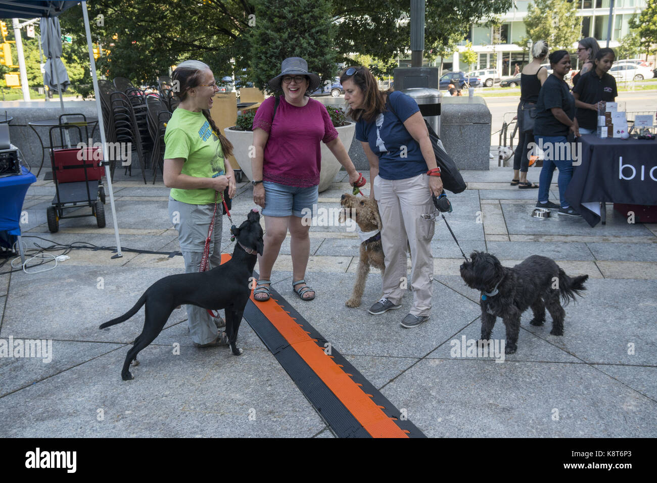 Les amoureux des animaux célébrer la Journée chien à la Brooklyn Public Library avec un défilé de chien sur le tapis vert. Chien nationale est célébrée le 26 août chaque année et a été fondé en 2004 par d'animaux de compagnie et de vie de la famille et d'experts, défenseur des animaux Colleen Paige. Banque D'Images