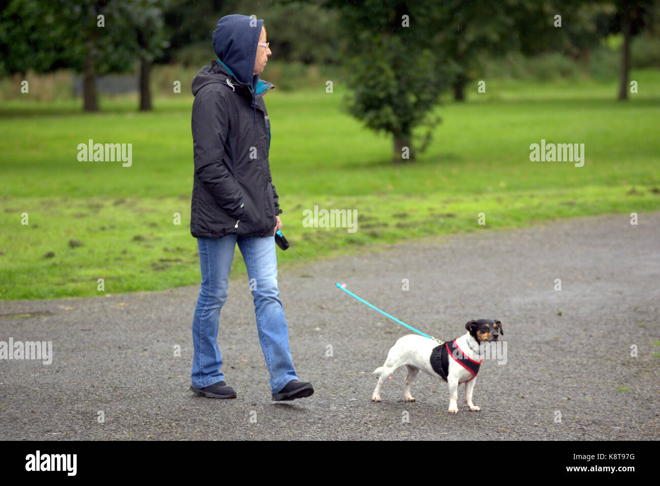 Knightswood park Jack Russell chien propriétaire prenant pour une promenade chien tirant sur sa laisse Banque D'Images