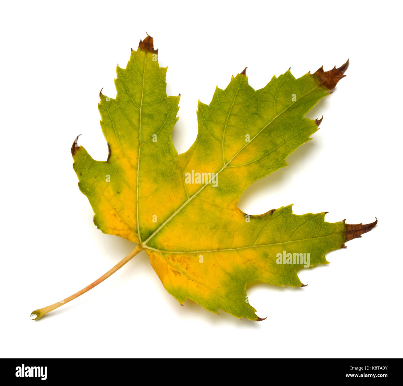 Automne érable jaune isolé sur fond blanc Banque D'Images