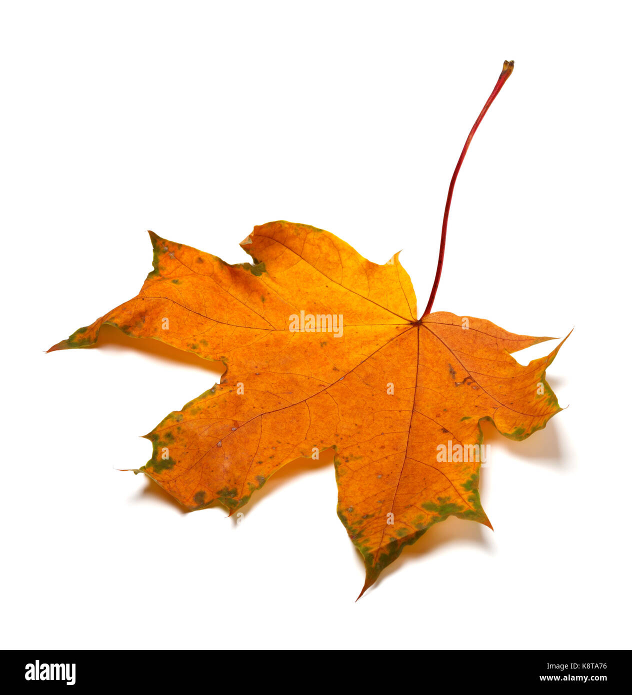 Autumn orange feuille d'érable séchée. isolé sur fond blanc. Banque D'Images