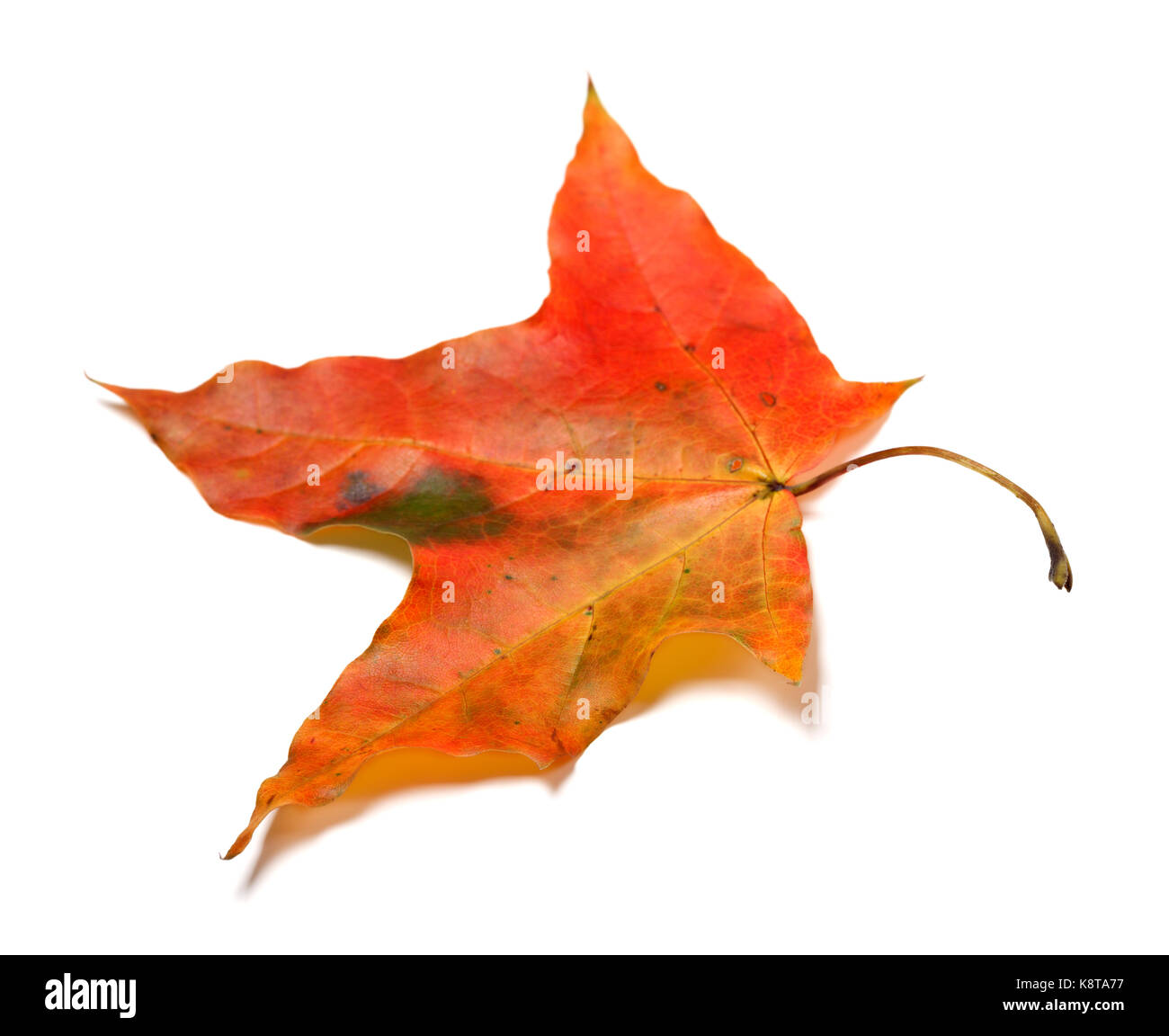 Feuille d'érable d'automne rouge isolé sur fond blanc. focus sélectif. Banque D'Images